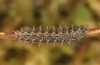 Boloria aquilonaris: Larva in the penultimate instar (e.o., N-Alps, Kleinwalsertal, 1100m, 2017) [S]