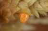 Boloria aquilonaris: Egg (S-Germany, Kempter Wald, July 2020) [S]