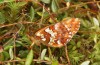 Boloria aquilonaris: Weibchen (Kempter Wald, Juli 2021) [N]