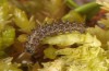 Boloria aquilonaris: Half-grown larva (e.o., N-Alps, Kleinwalsertal, 1100m, 2017) [S]