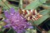 Boloria aquilonaris: Unterseite