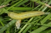 Coenonympha arcania: Larva (e.l. Alpes-Maritimes 2012) [S]