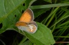 Coenonympha arcania: Starting adult (eastern Swabian Alb, Southern Germany, June 2012) [N]