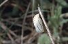 Coenonympha arcania: Puppe