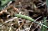 Coenonympha arcania: Raupe