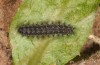 Melitaea arduinna: Half-grown larva (e.o. Vitsi, N-Greece, 2013/2014) [S]