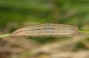 Arethusana arethusa: Half-grown larva (e.l. Luberon 2013) [S]