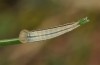 Arethusana arethusa: Young larva (Luberon, Provence, mid April 2013) [N]