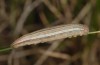 Arethusana arethusa: Half-grown larva (Luberon, late May 2013) [N]
