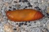 Erebia cassioides: Pupa (e.o. Cuneo) [S]