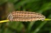 Erebia cassioides: Larva (e.o. Cuneo) [S]