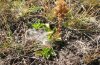 Melitaea asteria: Raupennest an Veronica bellidioides (bei Pontresina auf 2300 m NN) [N]