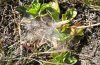 Melitaea asteria: Selbes Nest, näher. Die Raupen waren innerhalb des Gespinstes sehr bodennah zurückgezogen (September 2007). [N]