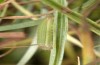 Ypthima asterope: Larva in the second instar in moult rest into the third instar (e.o. rearing, Cyprus, N of Paphos, oviposition in early November 2016) [S]