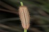 Ypthima asterope: Larva in the third instar (e.o. rearing, Cyprus, N of Paphos, oviposition in early November 2016) [S]