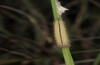 Ypthima asterope: Larva (e.o. rearing, Cyprus, N of Paphos, oviposition early November 2016) [S]