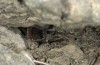 Ypthima asterope: Ei in 7cm Tiefe in einer Felsspalte vor Hitze geschützt abgelegt (Zypern, N Paphos, Anfang November 2016) [N]