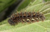 Vanessa atalanta: Larva (e.l. Tenerife 2012) [S]