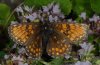 Melitaea athalia: Weibchen (Bregenzer Wald, 1800m NN) [N]