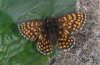 Melitaea aurelia: Weibchen (Schwäbische Alb) [N]