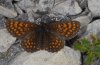 Melitaea aurelia: Male (Swabian Alb, Southern Germany) [N]
