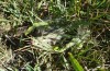 Euphydryas aurinia: Einige Dezimeter weiter befand sich im Gras das entsprechende Überwinterungsnest. Hierin häuteten sich die Raupen nochmals. In diesem bodennahen Gespinst werden die Raupen von einer nicht zu bodennahen Mahd normalerweise nicht zu sehr beeinträchtigt (Allgäu, Seeg, Mitte August 2020) [N]