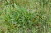 Euphydryas aurinia: Mit Eiern besetzte Succisa pratensis (Allgäu, Ravensburg, Juni 2020) [N]