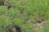 Euphydryas aurinia: Habitat (S-Germany, Allgäu, Ravensburg, June 2020) [N]