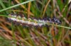 Euphydryas aurinia: Raupe (Bregenzer Wald, 1500m NN) [M]
