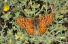 Euphydryas aurinia: Männchen (Kroatien, Zadar, Ende April 2021)