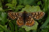 Euphydryas aurinia: Adult (Lüner See, W-Austria, 2100m above sea level, early July 2011) [N]