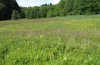 Euphydryas aurinia: Habitat of the low land form in a fen (S-Bavaria) [N]