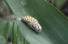 Euphydryas aurinia: Pupa on Colchicum leaf [N]