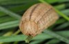 Hipparchia azorina: Taxon occidentalis: larva (e.l. Azores, Flores Island, March 2014) [S]