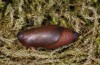 Hipparchia azorina: Taxon occidentalis: pupa (e.l. Azores, Flores Island, March 2014) [S]
