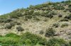 Maniola bathseba: Habitat is here an open shrubby slope with oaks (Andalusia 2008) [N]