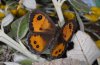 Upper side (Alpilles, western Provence)