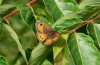 Maniola bathseba: Upper side (Andalusia, late June 2008) [N]