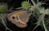 Maniola bathseba: Adult, victim of a crab spider (east Spain, Castellon, late July 2013) [N]