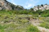 Maniola bathseba: Habitat in east Spain (Castellòn, July 2013) [N]