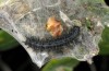 Euphydryas beckeri: Half-grown larva (S-Spain, Ronda, late March 2019) [N]