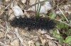 Euphydryas beckeri: Larva, walking on the ground (Central Spain, Sierra de Gredos, late March 2022) [N]