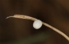 Oeneis bore: Egg (N-Finland, Nuorgam, late June 2020) [S]
