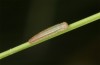 Oeneis bore: Young larva (e.o. rearing, N-Finland, Nuorgam, oviposition in late June 2020) [S]