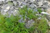 Melitaea britomartis: Larvalhabitat mit Veronica teucrium auf der Ostalb im Juni 2013 [N]