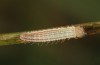 Erebia bubastis: Raupe L1 nach der ersten Überwinterung (e.o. Wallis, Zucht 2021-2022) [S]