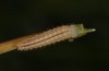 Erebia bubastis: Larva in the second instar (e.o. rearing, Switzerland, Valais, rearing 2021-2022) [S]