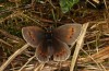 Erebia bubastis: Weibchen (e.o. Wallis, Zucht 2021-2022) [S]