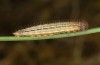 Erebia bubastis: Larva in the third instar (e.o. rearing, Switzerland, Valais, rearing 2021-2022) [S]