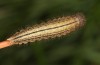 Erebia bubastis: Larva in the third instar (e.o. rearing, Switzerland, Valais, rearing 2021-2022) [S]